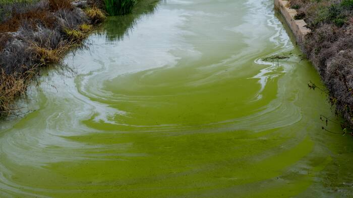 World s most toxic algae