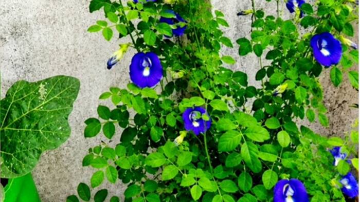 How to make aparajita plant bushy