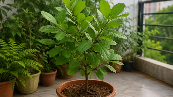 How to Grow an Arjuna Tree at Home
