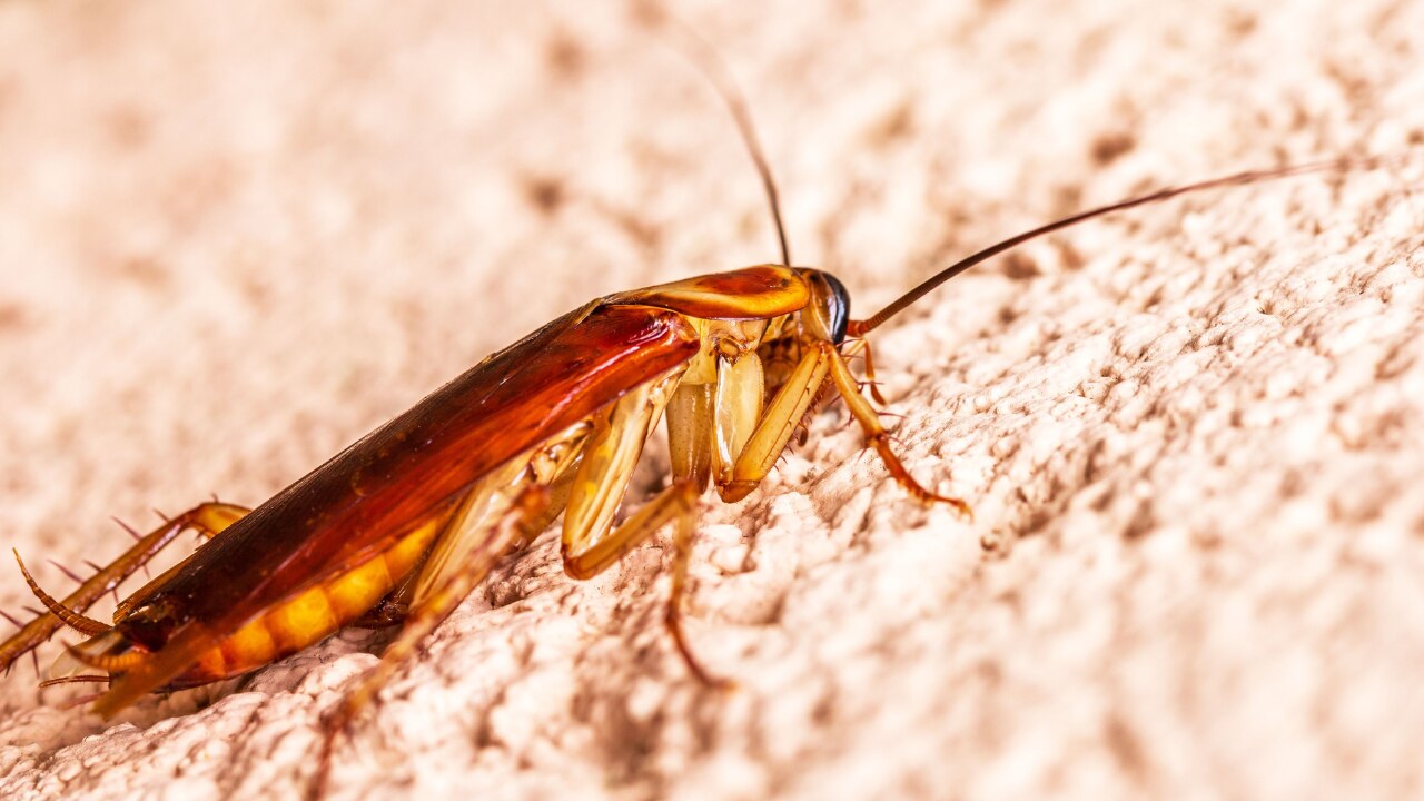 Cockroach Prajati कॉकरोच से हैं परेशान? महंगे स्प्रे भूल जाएं, चीनी के साथ मिलाकर रख ...