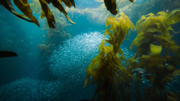 World s most toxic algae
