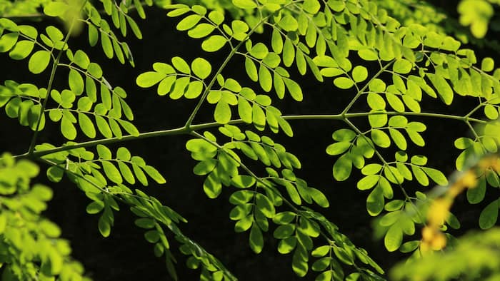 How to Make Healthy Moringa Paratha at Home