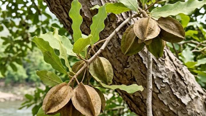How to Grow an Arjuna Tree at Home
