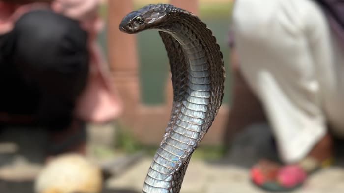 Can a baby snake bite kill you