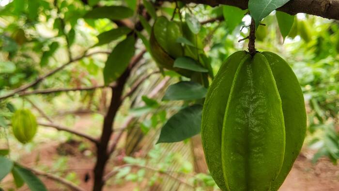 How to Grow an Arjuna Tree at Home