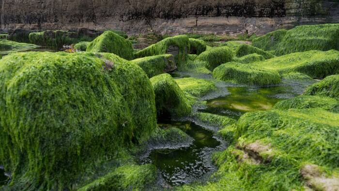 South Australia algae bloom