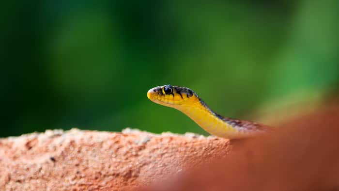 Can a baby snake bite kill you