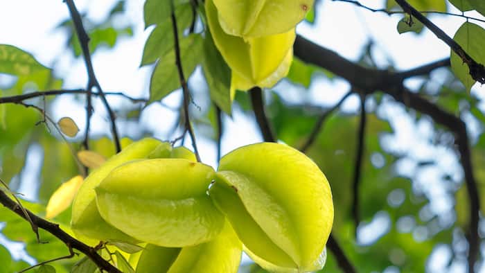 How to Grow an Arjuna Tree at Home