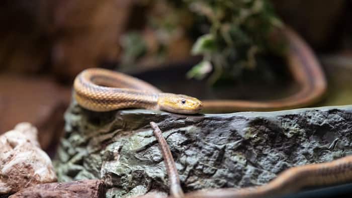 Can a baby snake bite kill you