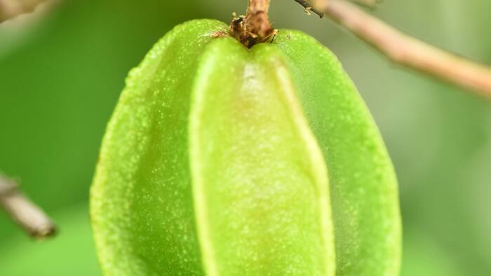 How to Grow an Arjuna Tree at Home