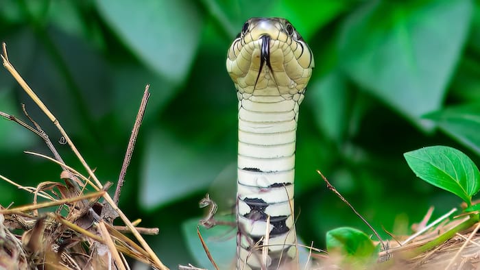 Can a baby snake bite kill you