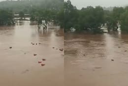 3000 LPG cylinders swept away into Patalganga river in Raigad after HPCL plant wall collapses; Watch viral video