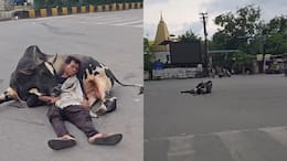 Watch: Man sleeps peacefully on bull’s belly in the middle of busy road, Internet says, Pure desi | Viral video here