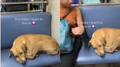 Viral Video: Stray dogs peaceful nap on Mumbai local train melts hearts online; Watch