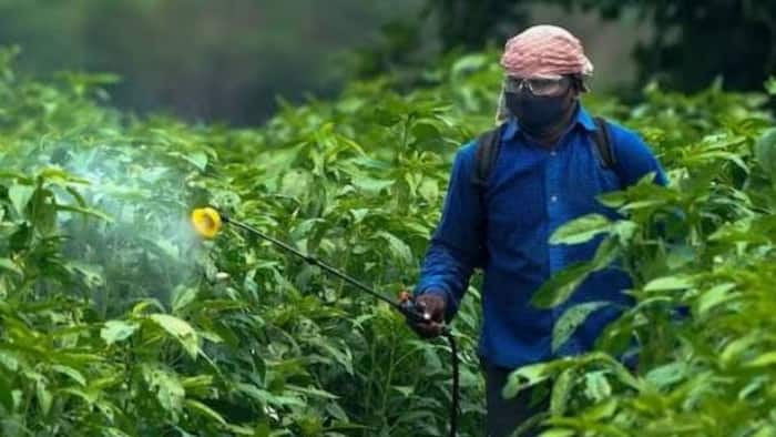 India bans biggest agricultural poison – Why Paraquat is called one of world’s deadliest herbicides