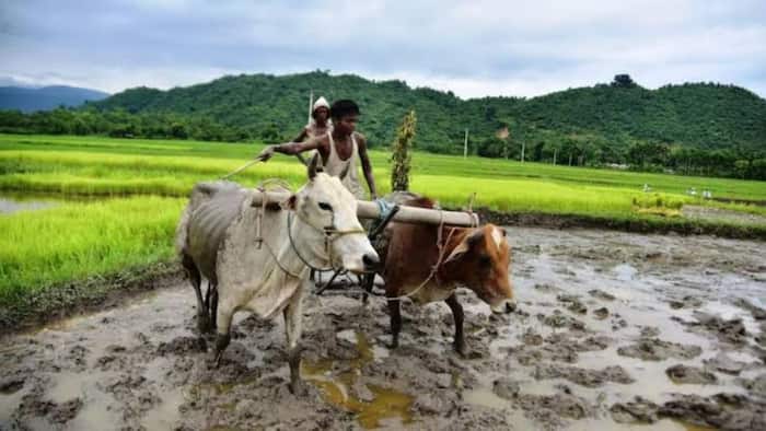 PM Kisan scheme gets five-year extension with massive Rs 3.15 lakh crore funding