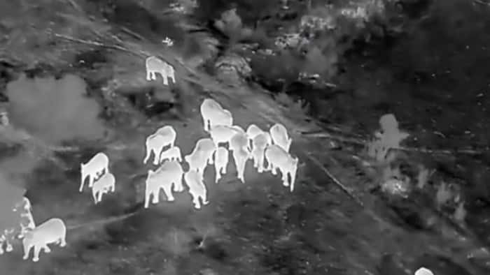 Thermal drones to boost elephant conservation, cut human-wildlife conflict in Odisha