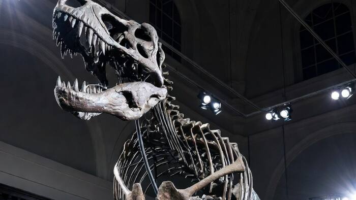 Tyrannosaurus rex