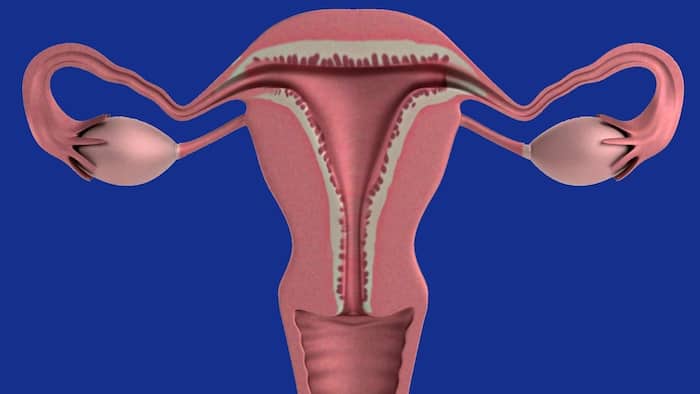 World IVF Day 2026: Struggling to conceive with PCOS? Here's what an expert says