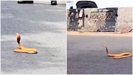 Bengaluru Traffic vs Cobra: WATCH snake spotted on busy road and then….