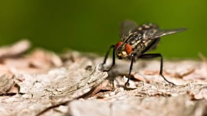 Flies