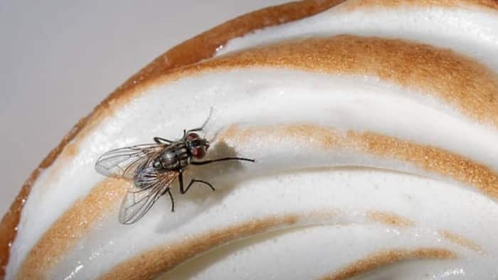 Flies 6