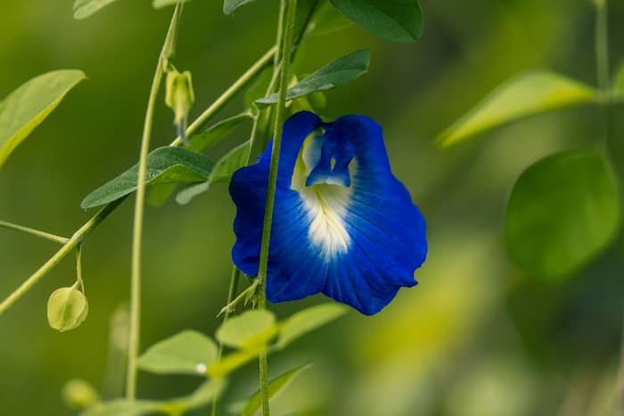 How to make aparajita plant bushy
