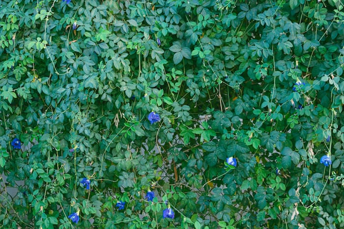 How to make aparajita plant bushy