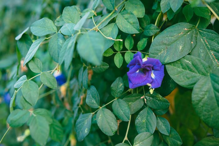 How to make aparajita plant bushy