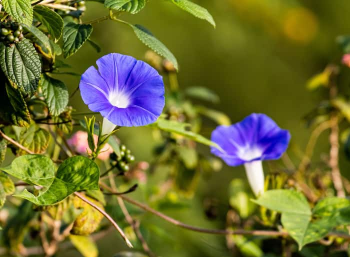 How to make aparajita plant bushy