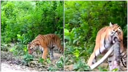 Tiger vs snake: Watch predator grabs serpent and then…, video goes viral on internet