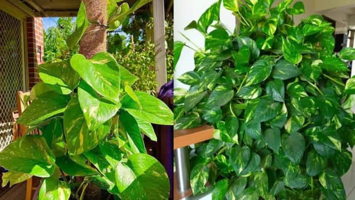 Banana Peel for Plant Growth
