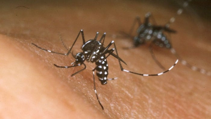 Mosquitoes