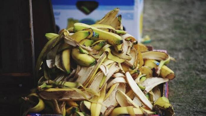 Banana Peel for Plant Growth