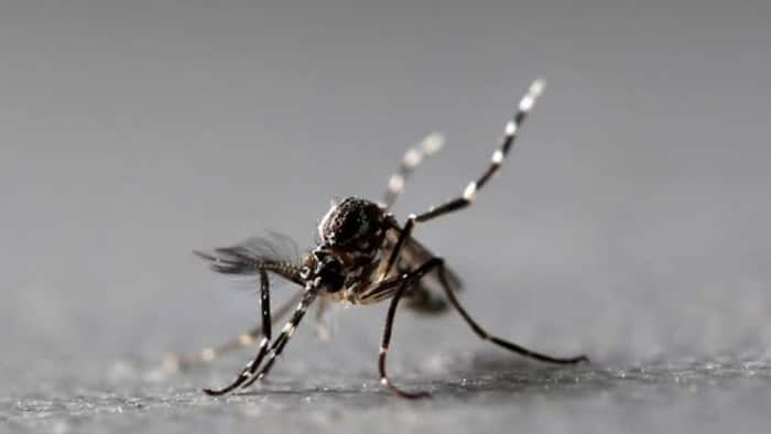 Mosquitoes