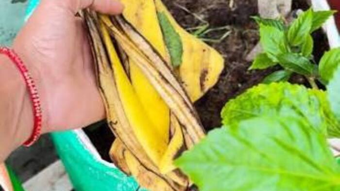Banana Peel for Plant Growth