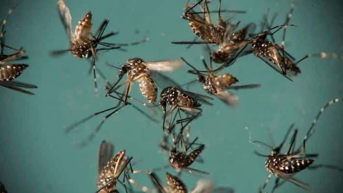 Mosquitoes