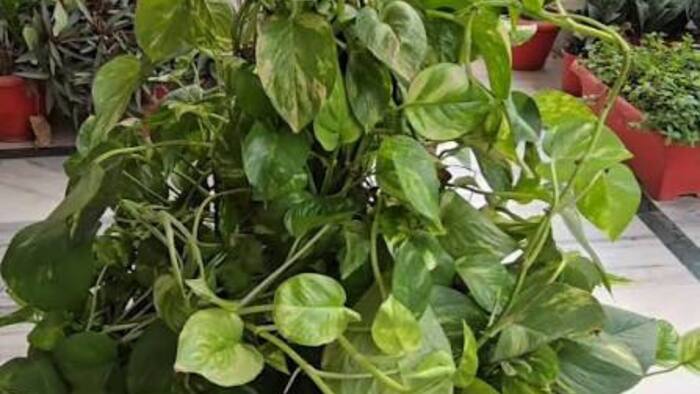 Banana Peel for Plant Growth