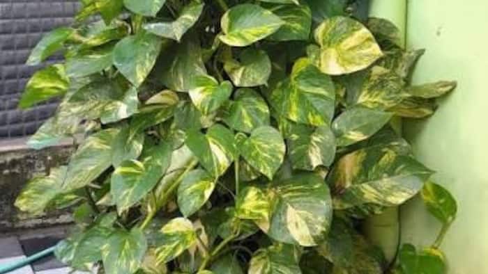 Banana Peel for Plant Growth