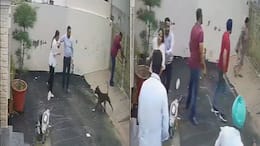 Caught on Camera: Punjab couple attacked by pitbull while viewing rental home, Woman undergoes surgery