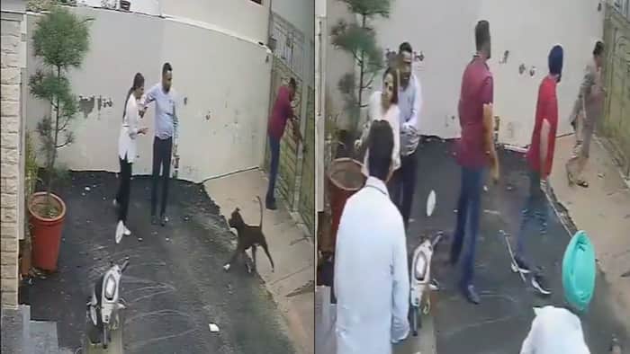 Caught on Camera: Punjab couple attacked by pitbull while viewing rental home, Woman undergoes surgery