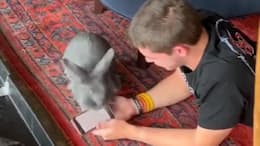 Human dad is busy with cellphone while bunny wants to play; what happens next? Watch viral video