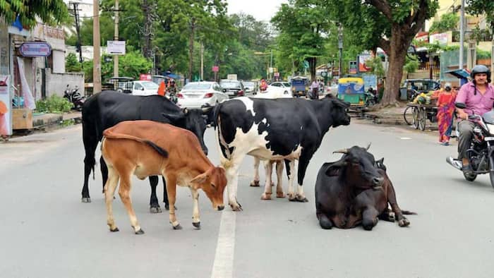 Yogi Government, Gen Z, cow conservation, Gau Mitras, Uttar Pradesh, Uttar Pradesh government, agriculture, rural development, Uttar Pradesh Gau Seva Aayog, gaushalas, cow shelters, Panchagavya, Ghanamrit, Jeevamrit