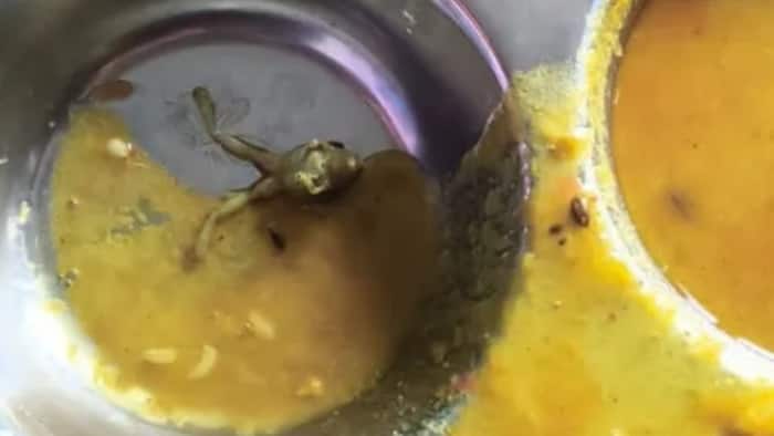 Dead frog found in dal, student, Navodaya Vidyalaya, Uttar Pradesh, Maharajganj, Jawahar Navodaya Vidyalaya, students, School administrators, Vice Principal, food quality, hygiene standards, Dheeraj Kumar