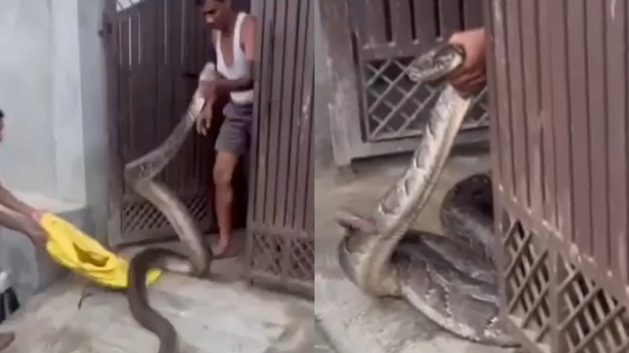 Man wrestles with huge snake as it tries to enter his house in Uttar Pradesh’s Meerut; watch video