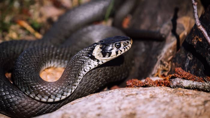 tribal girl students, venomous snake, hostel, Maharashtra, Gadchiroli, tribal students, snake, tribal hostel school, Japtalai village, Dhanora taluka, Avishyant Panda, anti-venom, Tribal Development Department, Ashish Jaiswal, Minister in-charge of Gadchiroli