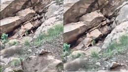 Goats regular temple visits turn it into local celebrity in Himachal Pradesh | Viral