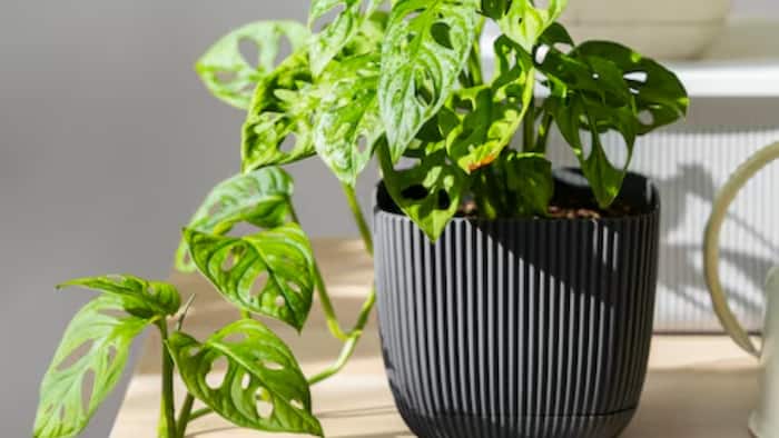 Ethylene hormone in plants