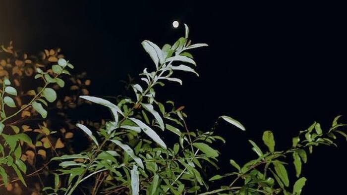 How plants identify day night