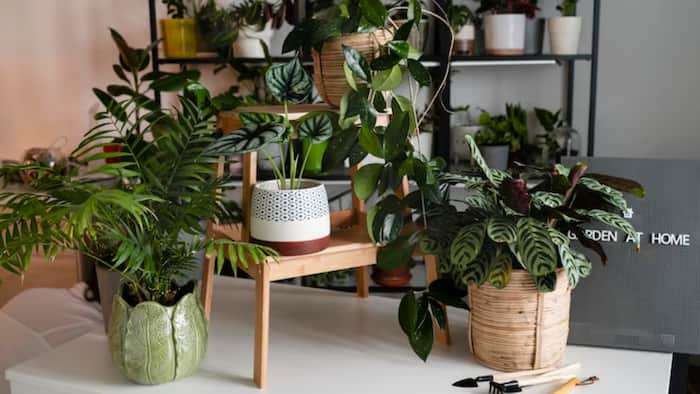Plant circadian clock